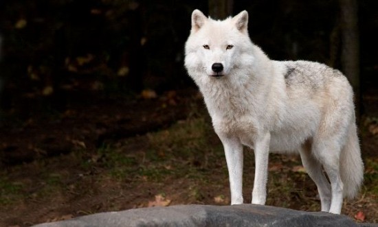 Цікаві факти про полярне вовка