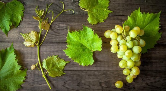Цікаві факти про виноград