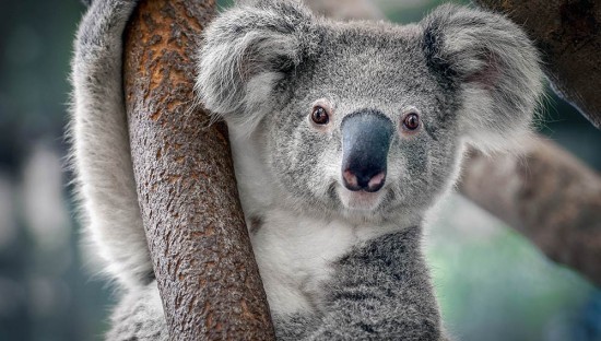 Цікаві факти про коал