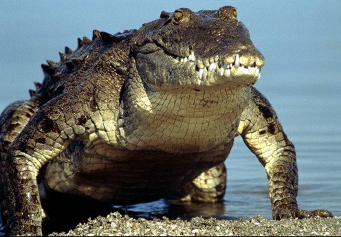 факти про крокодилів