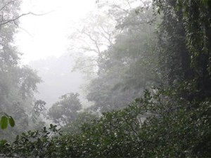 10 цікавих фактів про рослини лісових зон