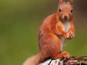 10 цікавих фактів про тварин лісових зон