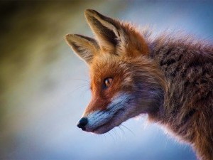 12 цікавих фактів про лисиць