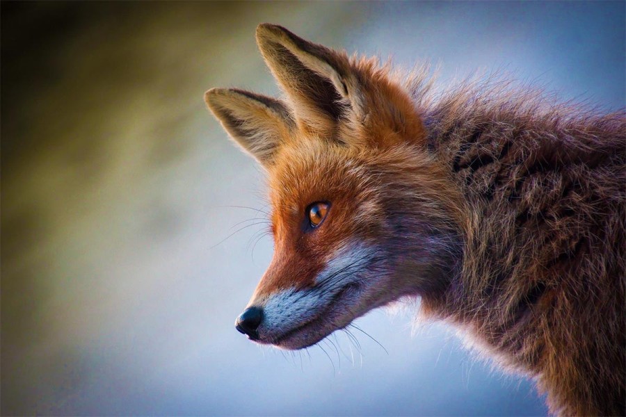 12 цікавих фактів про лисиць