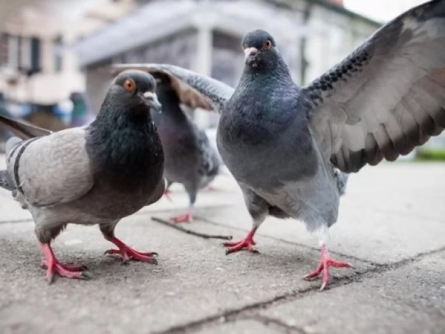 12 цікавих фактів про голубів