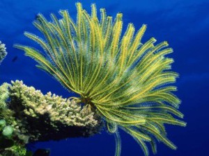 12 цікавих фактів про морські лілії