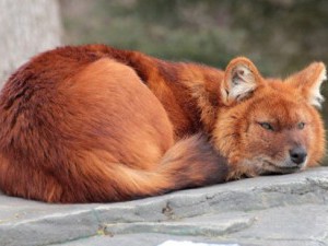 15 цікавих фактів про червоного вовка