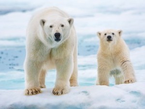 17 цікавих фактів про білого ведмедя