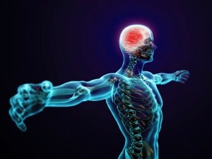 17 цікавих фактів про нервову систему людини