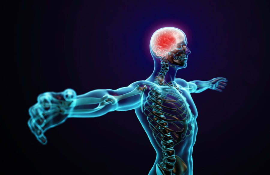 17 цікавих фактів про нервову систему людини