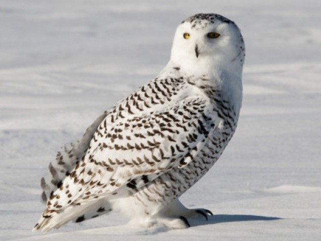 18 цікавих фактів про полярну сову