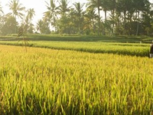 19 цікавих фактів про рис