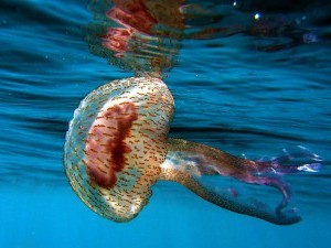 20 цікавих фактів про медуз