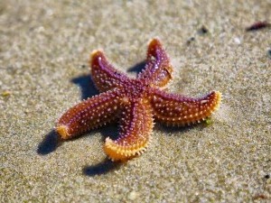 20 цікавих фактів про морських зірок