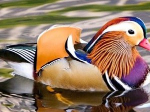 20 цікавих фактів про мандаринку (птах)