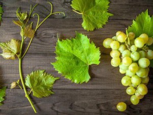 20 цікавих фактів про виноград