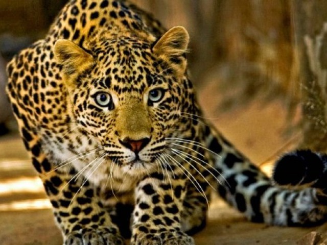 20 цікавих фактів про леопардів