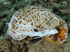 22 цікавих факту про морських огірків