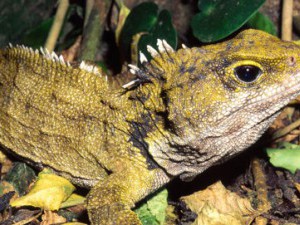 22 цікавих факту про рептилій