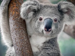 23 цікавих факту про коал