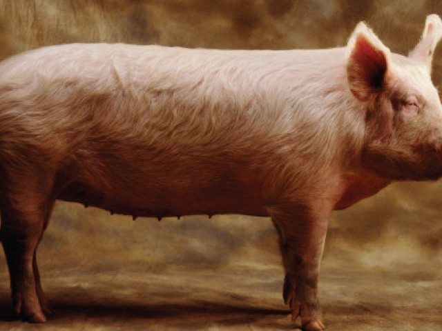23 цікавих факту про свиней