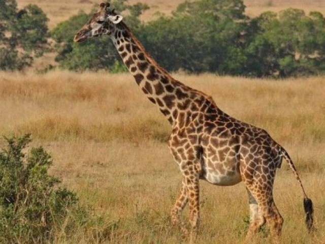 23 цікавих факту про жирафів