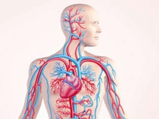 25 цікавих фактів про кровоносну систему