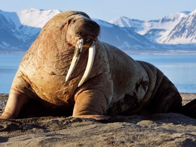 25 цікавих фактів про моржів