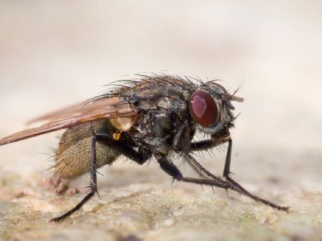 25 цікавих фактів про мух