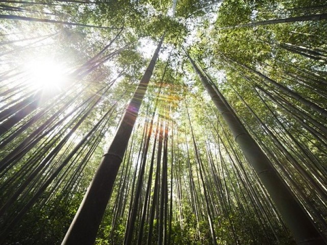 25 цікавих фактів про бамбук