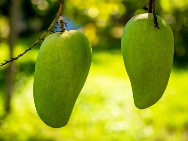 25 цікавих фактів про манго