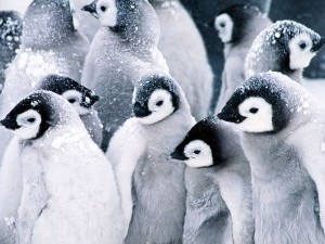 26 цікавих фактів про пінгвінів
