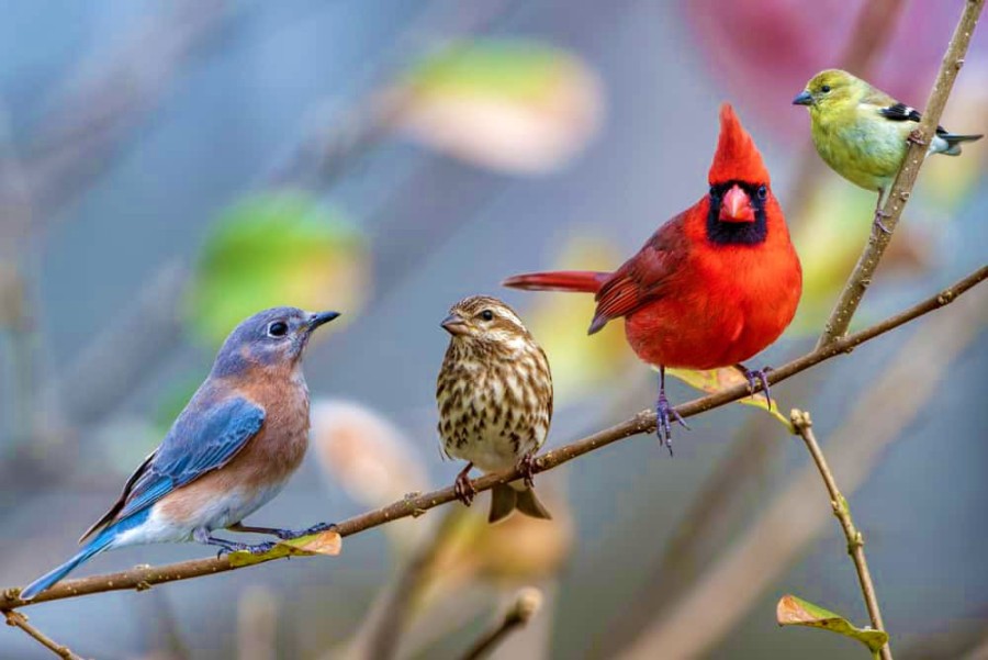 26 цікавих фактів про птахів