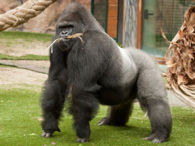 27 цікавих фактів про горил