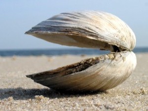 30 цікавих фактів про молюсків