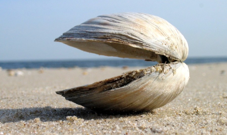 30 цікавих фактів про молюсків