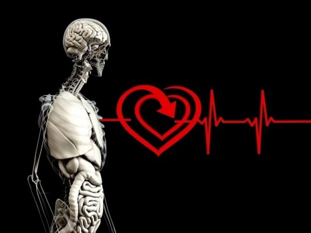 30 цікавих фактів про серце людини