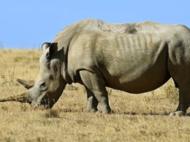 30 цікавих фактів про носорогів