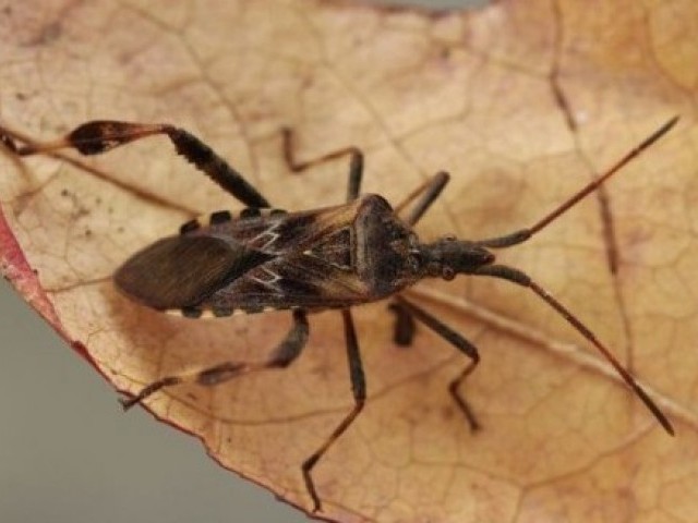 30 цікавих фактів про жуків