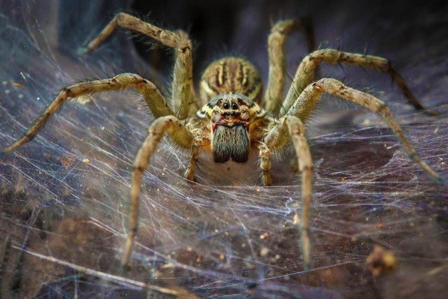 31 цікавий факт про павуків