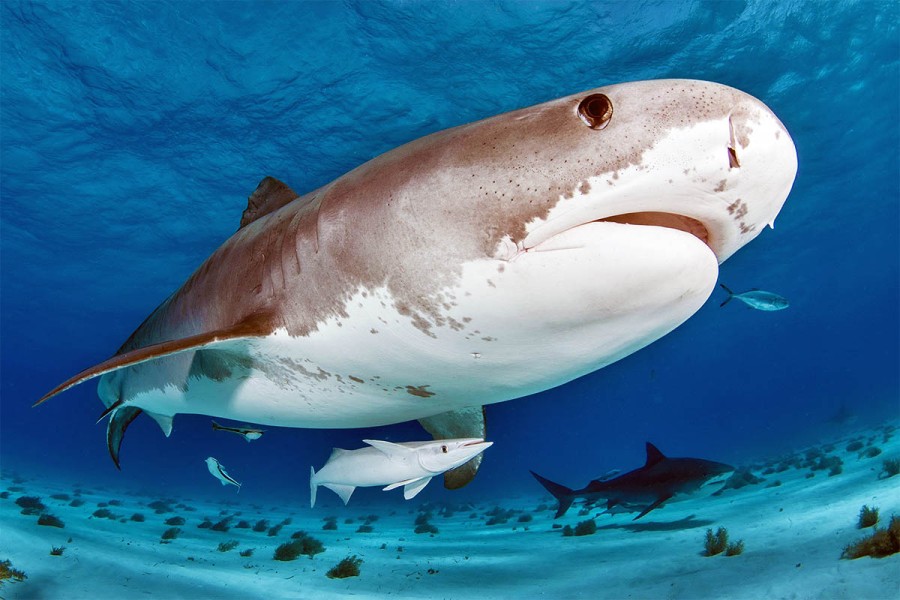 35 цікавих фактів про акул