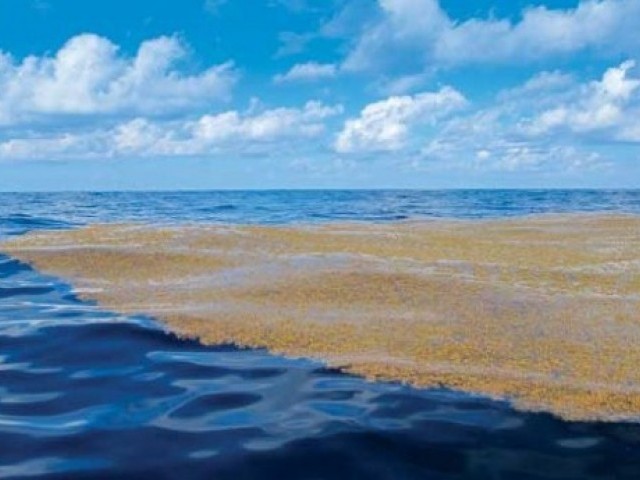 8 цікавих фактів про Саргасове море