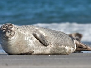 11 цікавих фактів про тюленів