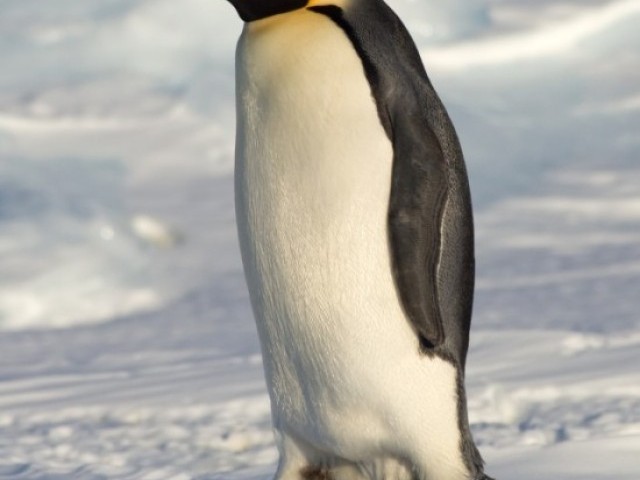 26 цікавих фактів про пінгвінів