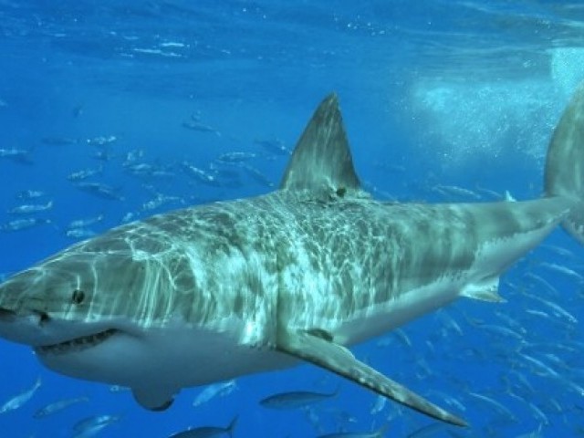 35 цікавих фактів про акул