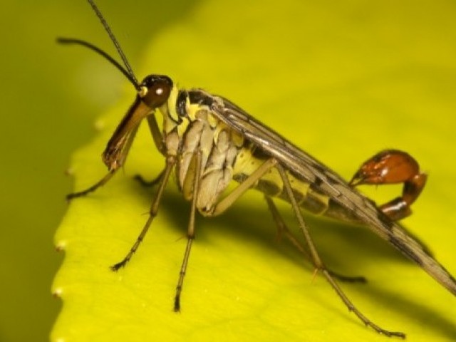 25 цікавих фактів про комах