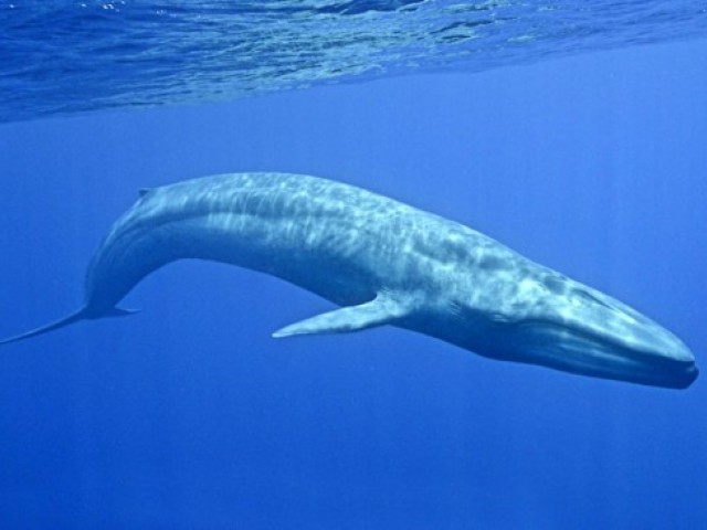 27 цікавих фактів про китів