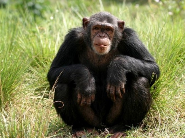 10 цікавих фактів про мавп