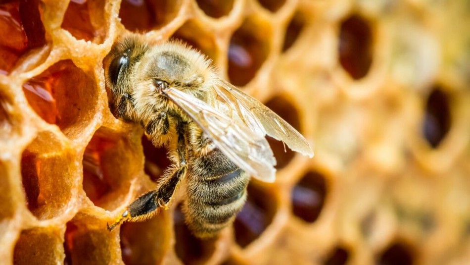 25 цікавих фактів про бджіл