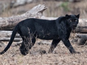 14 цікавих фактів про чорну пантеру